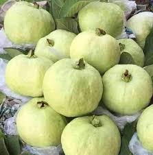 Thai Guava Fruit Plant Manufacturer & Supplier in India